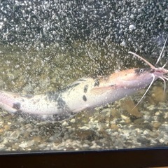 マーブルクララ4匹、マナマズ2匹の画像