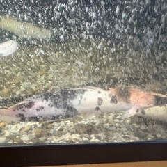 マーブルクララ4匹、マナマズ2匹の画像