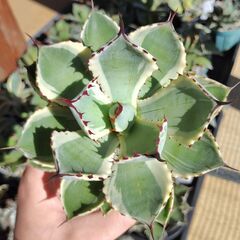 アガベ・吉祥冠錦②の画像