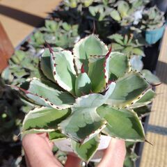 アガベ・吉祥冠錦②の画像