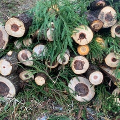杉の丸太差し上げます。の画像