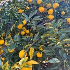 柚子１５個①⑥の画像