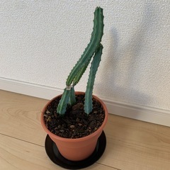 【サボテン】約25cm 鉢・受け皿付きの画像