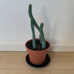 【サボテン】約25cm 鉢・受け皿付きの画像