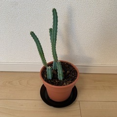 【サボテン】約25cm 鉢・受け皿付きの画像