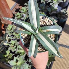 アガベ・アメリカーナ・華厳①の画像