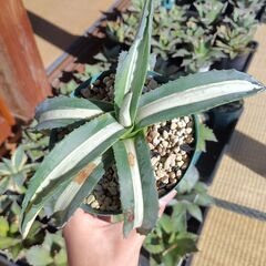 アガベ・アメリカーナ・華厳①の画像