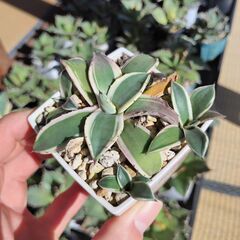 アガベ・クリームスパイク①（仔株付）の画像