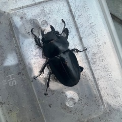 スティーブンスツヤクワガタ　メス単の画像