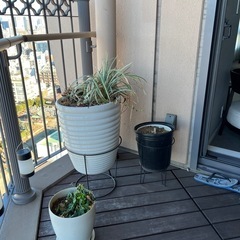【0円・早い方優先】ベランダ一式まとめて（植物・プランター・木製棚ほか）の画像