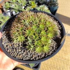 デウテロコニア・ブレビフォリア・クロランサ ①の画像