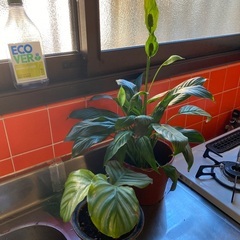 多肉植物、モンステラなどなど🌱の画像