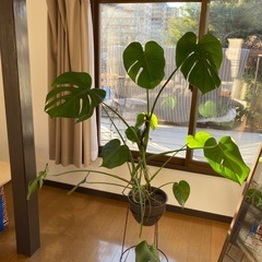 多肉植物、モンステラなどなど🌱の画像