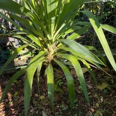 青年の木　ユッカの画像