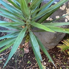 青年の木　ユッカの画像