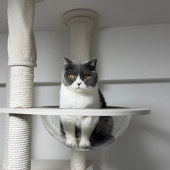 ブリティッシュショートヘア