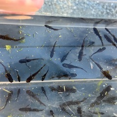 【交渉中】ブラックカイザージアロ　メダカ画像の全ての画像