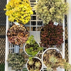 多肉植物　セダムなど7品種の画像