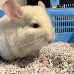 現在、販売可能生体 - ペット