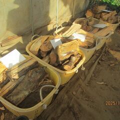 広葉樹乾燥薪、５かご2000円（重さ１１０ｋｇ）長さ３５ｃｍ前後、太さ不揃い、薪ストーブの画像