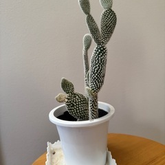 バニーカクタス　サボテンの画像