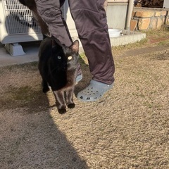 生後6ヶ月の子猫