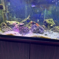 水槽、海水魚生体セットの画像