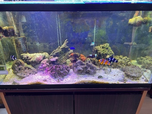 水槽、海水魚生体セット