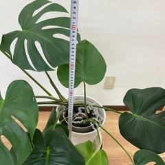 観葉植物　モンステラ　スタンド付き　1500円の画像