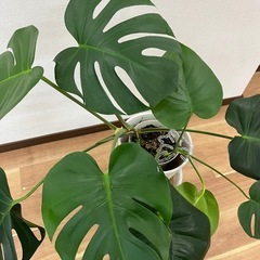 観葉植物　モンステラ　スタンド付き　1500円の画像