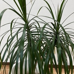 観葉植物　ドラセナ・マルギナータ　1000円の画像