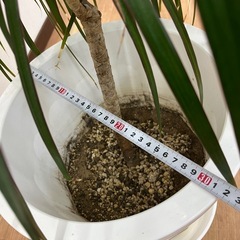 観葉植物　ドラセナ・マルギナータ　1000円の画像