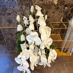 胡蝶蘭5つまとめて！の画像