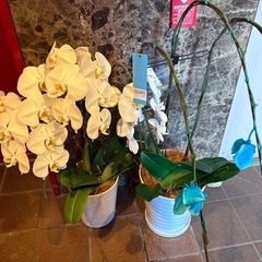 胡蝶蘭5つまとめて！の画像