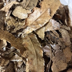 枯葉マットアク抜き、乾燥済み未使用品の画像