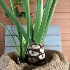 セローム①の画像