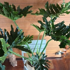 セローム①の画像