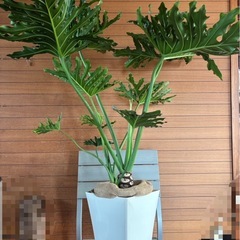 セローム①の画像