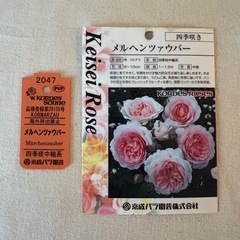 メルヘンツァウバー コルデス バラ バラ苗 大苗 薄桃 フロリバンダローズの画像