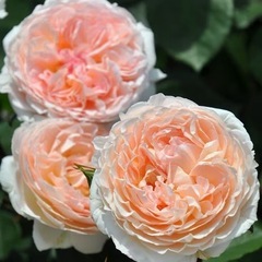 メルヘンツァウバー コルデス バラ バラ苗 大苗 薄桃 フロリバンダローズの画像