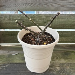 メルヘンツァウバー コルデス バラ バラ苗 大苗 薄桃 フロリバンダローズの画像