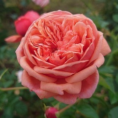 パウルクレー アップルローゼス バラ バラ苗 大苗 橙 フロリバンダローズの画像