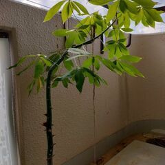 トックリキワタ100cmの画像