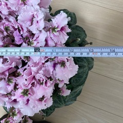 シクラメン   カンパーナピンク 鉢植え 観賞用 花の画像