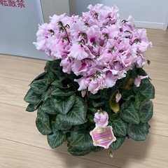 シクラメン   カンパーナピンク 鉢植え 観賞用 花の画像
