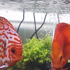 ディスカス　1匹の画像