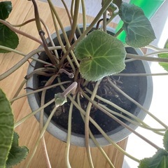 【受渡し決定
】シクラメンの画像