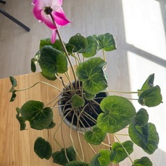 【受渡し決定
】シクラメンの画像