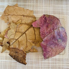 【熱帯魚】ベタ用品 水ごとネット マジックリーフ ヤシャブシの実 モミジバフウの実 ブラックウォーターの画像