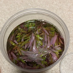 65本ロタラ香港等【水中葉】の画像